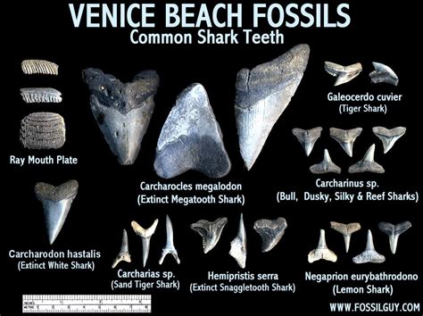 fossils venice florida to buy|shark teeth fossils florida.